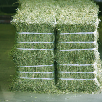 Compressed Rhodes Grass Hay