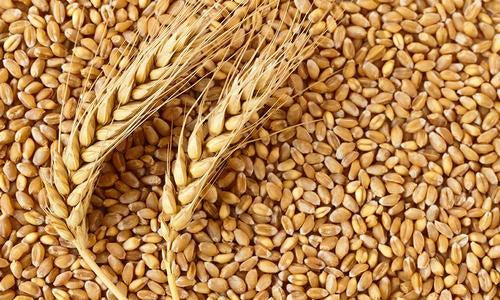 Wheat 20kg